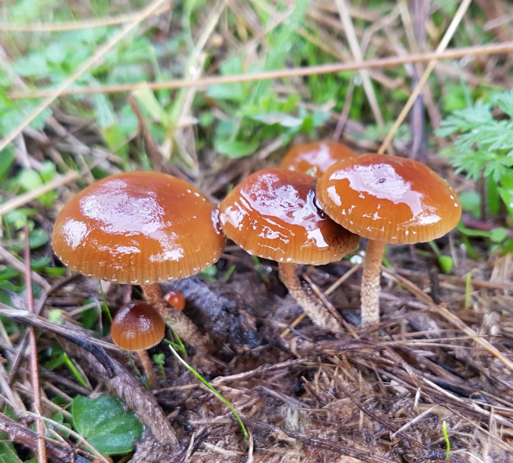 Psilocybe coprophila